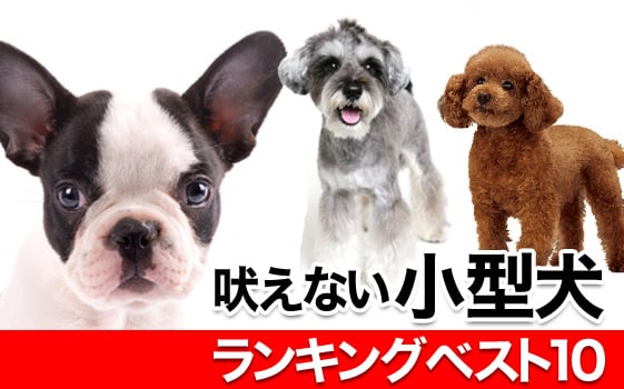 吠えない小型犬ランキングベスト10 ママシャブログ